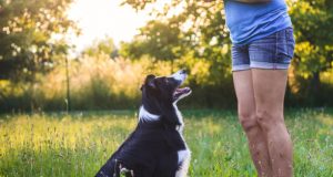 Croquette chien light : est-ce vraiment bon pour sa santé