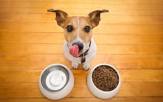 Quelle est la bonne nourriture pour chien ?