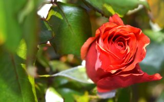 Comment protéger ses rosiers des nuisibles ?