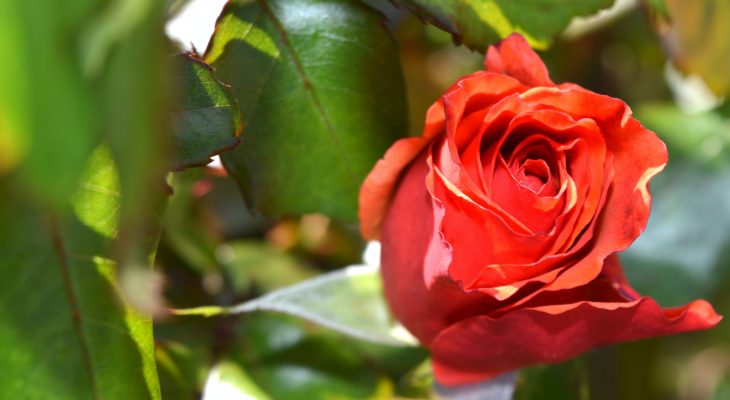 Comment protéger ses rosiers des nuisibles ?