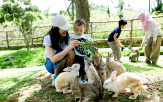 Alimentation et nourriture pour lapin : nos conseils