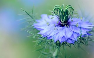 Huile végétale de nigelle bio : comment la choisir ?